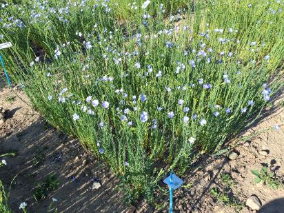 Click for 1 image(s) for this accession.